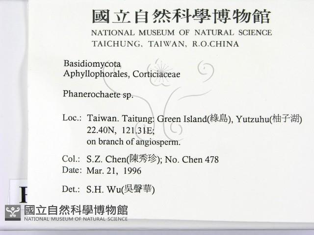 顯絲菌屬藏品圖，第2張