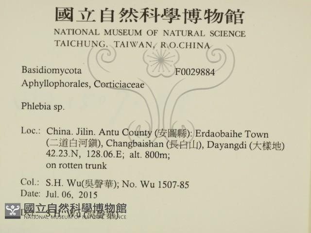射脈菌屬藏品圖，第2張