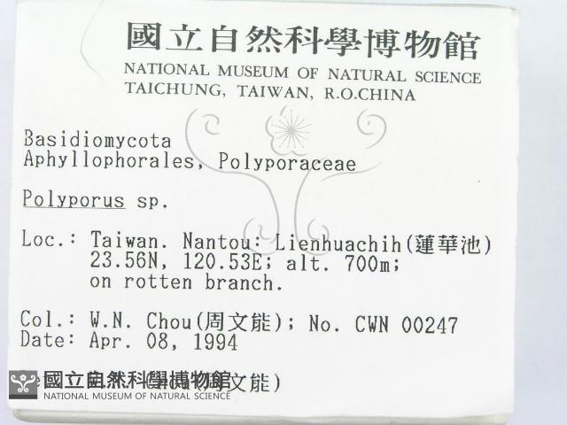 多孔菌屬藏品圖，第2張