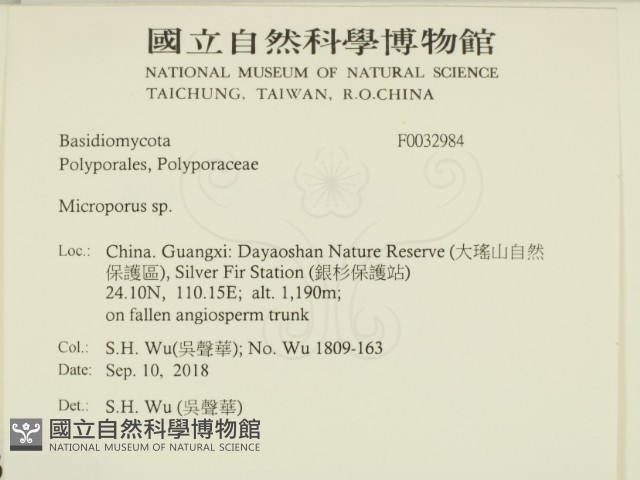 小孔菌屬藏品圖，第2張