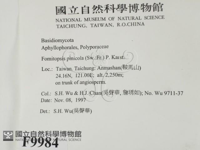 松生擬層孔菌藏品圖，第2張