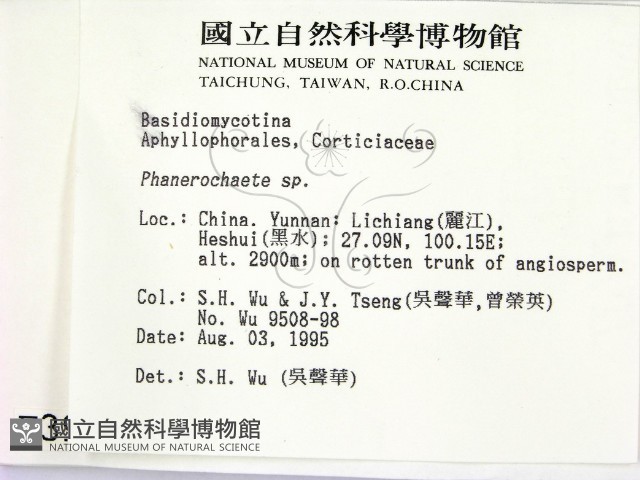 顯絲菌屬藏品圖，第2張