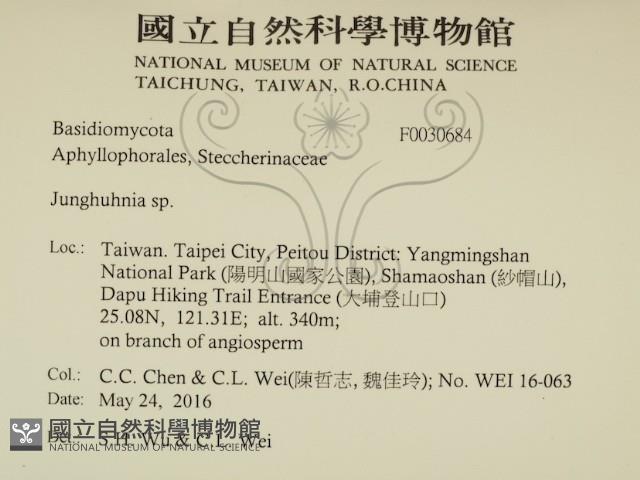 容氏菌屬藏品圖，第2張