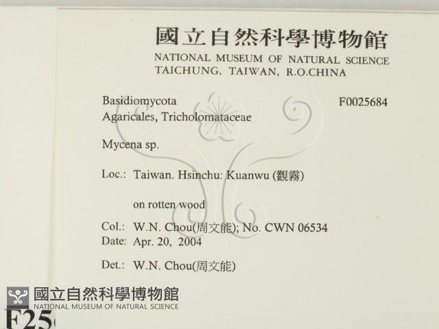 小菇屬藏品圖，第2張