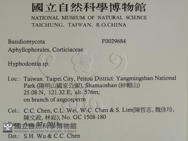 絲齒菌屬藏品圖，第2張