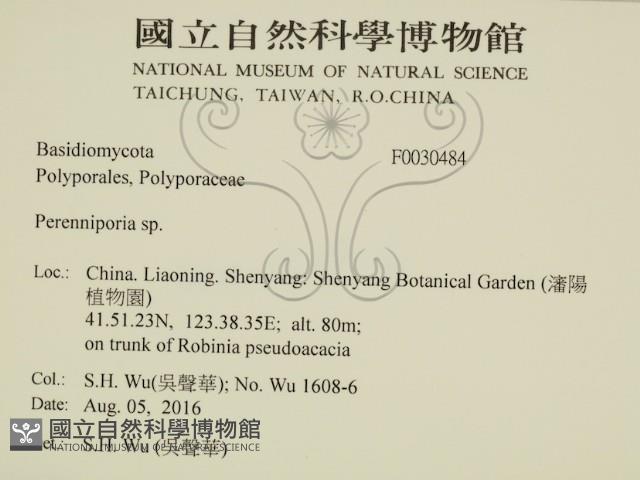 多年臥孔菌屬藏品圖，第2張