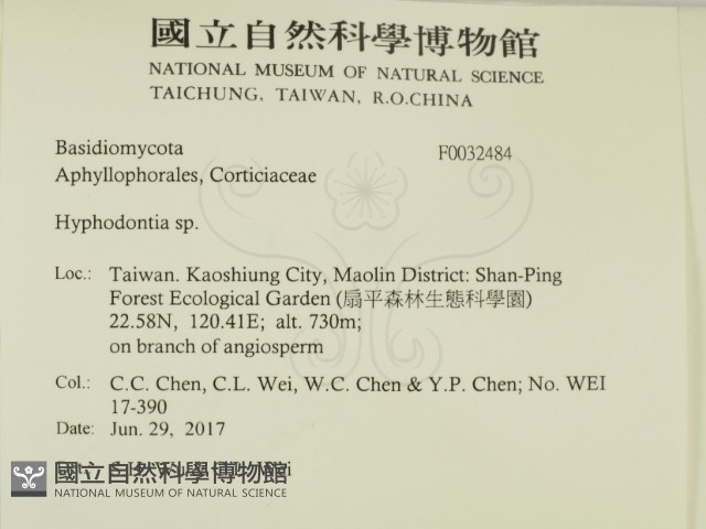 絲齒菌屬藏品圖，第2張
