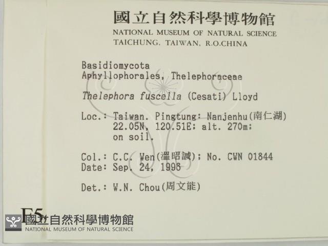 棕色革菌藏品圖，第2張