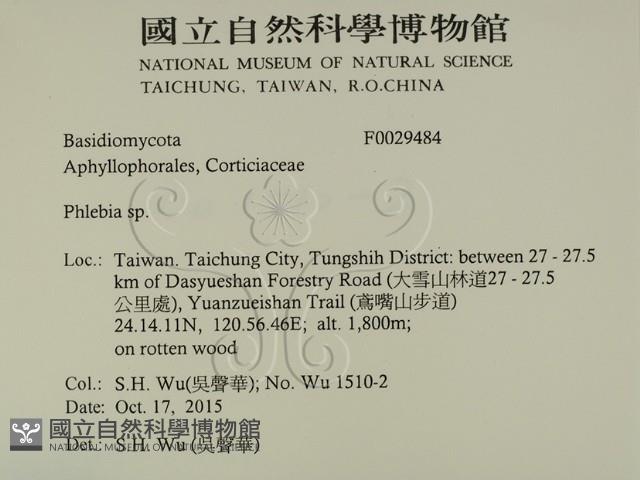 射脈菌屬藏品圖，第2張