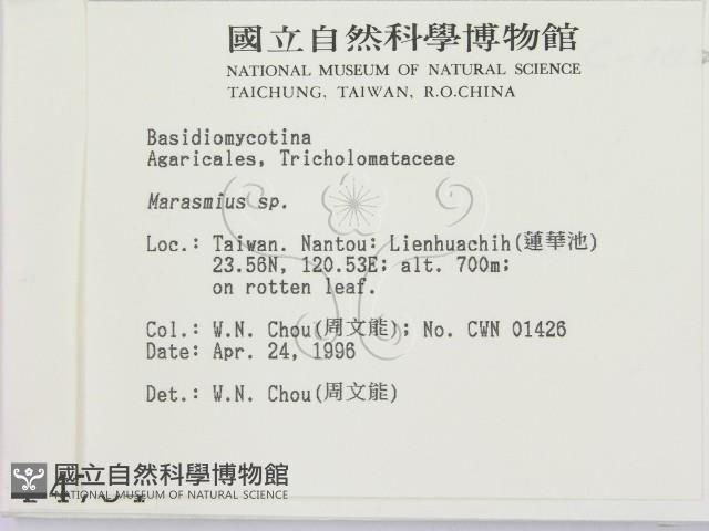 小皮傘屬藏品圖，第2張