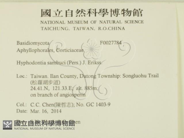 冇骨消絲齒菌藏品圖，第2張