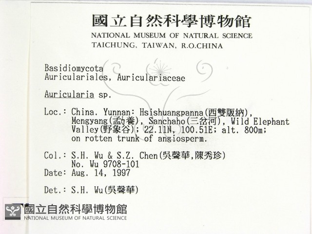 木耳屬藏品圖，第2張