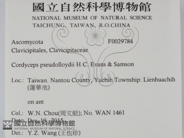 登錄號:F0029784藏品圖，第2張