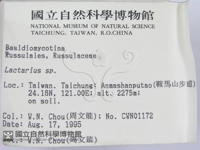 乳菇屬藏品圖，第2張