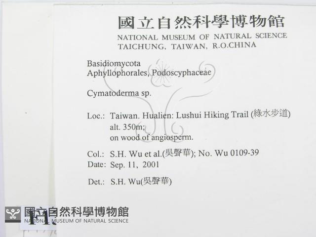 波邊革菌屬藏品圖，第2張