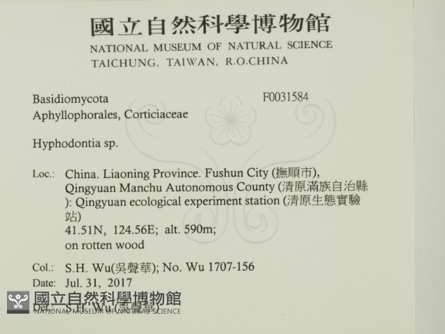 絲齒菌屬藏品圖，第2張