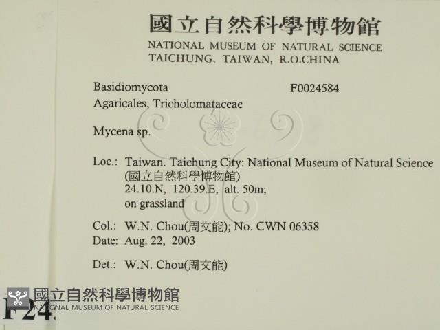 小菇屬藏品圖，第2張