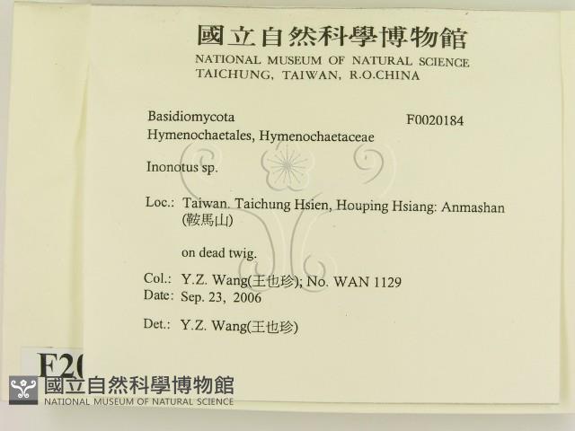纖孔菌屬藏品圖，第2張