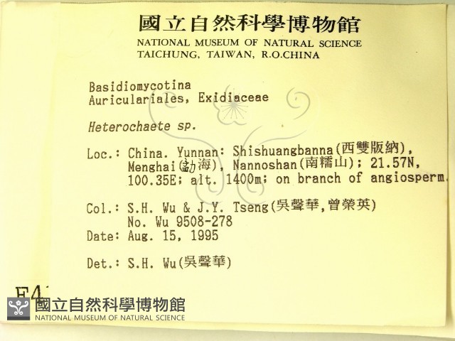 刺皮菌屬藏品圖，第2張