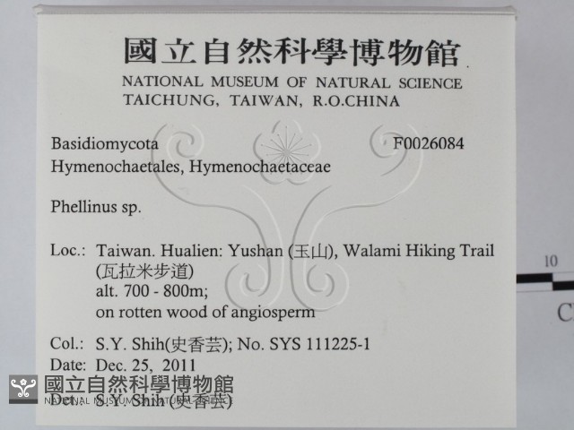 木層孔菌屬藏品圖，第2張