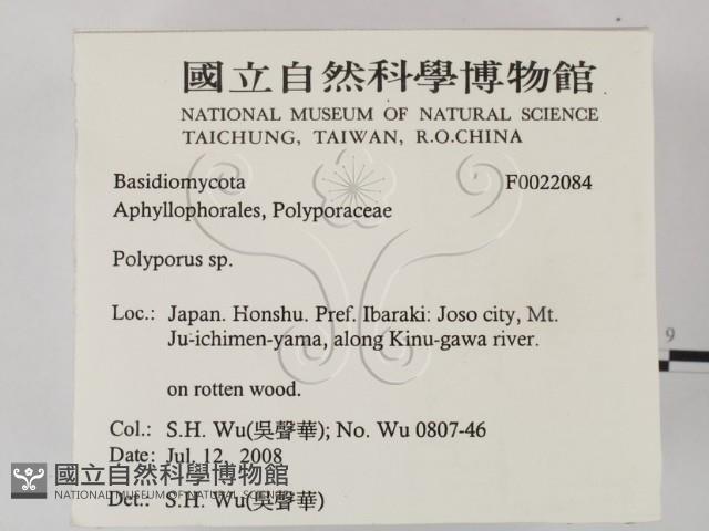 多孔菌屬藏品圖，第2張