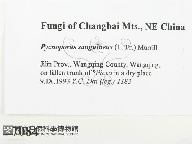 血紅密孔菌藏品圖，第2張