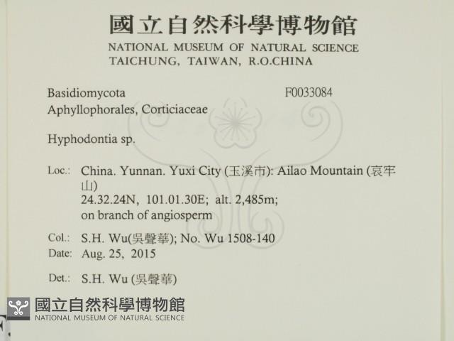 絲齒菌屬藏品圖，第2張
