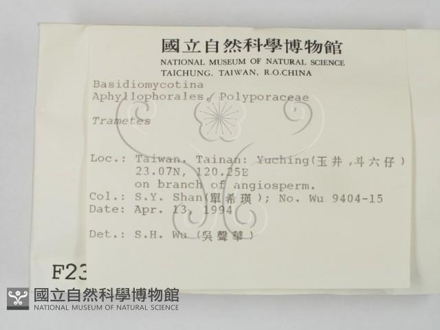 栓菌屬藏品圖，第2張