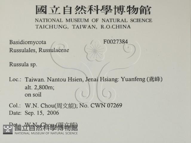 紅菇屬藏品圖，第2張