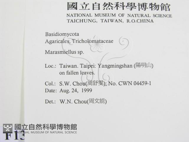 微皮傘屬藏品圖，第2張