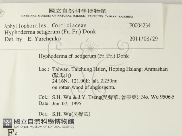 剛毛絲皮菌藏品圖，第2張