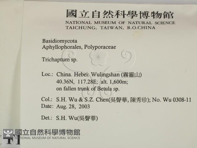 附毛菌屬藏品圖，第2張