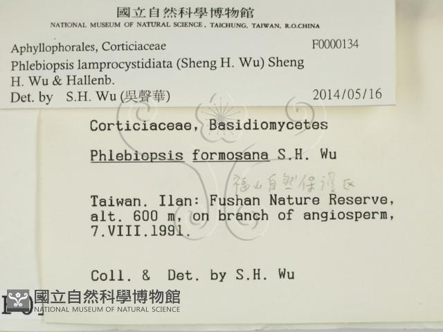 燈籠囊擬射脈菌藏品圖，第2張