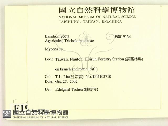 小菇屬藏品圖，第2張