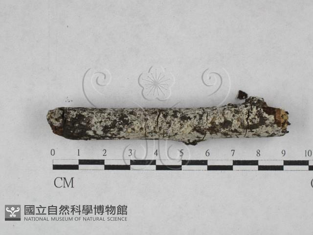 登錄號:F0028034藏品圖，第2張