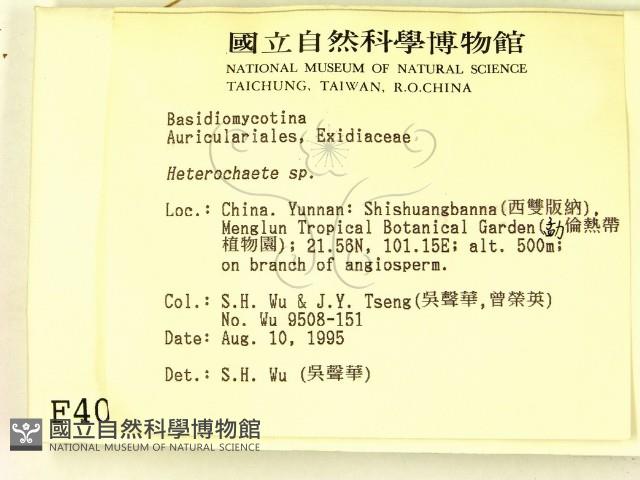 刺皮菌屬藏品圖，第2張