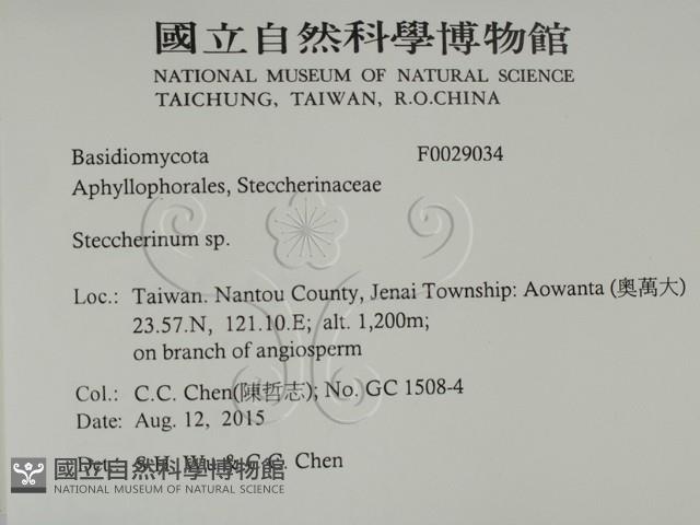 齒耳菌屬藏品圖，第2張