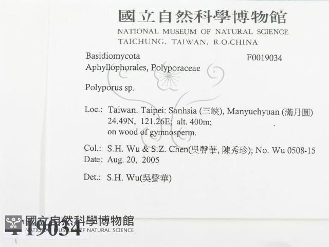 多孔菌屬藏品圖，第2張
