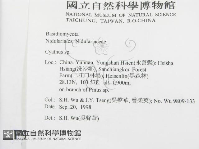 黑蛋巢菌屬藏品圖，第2張