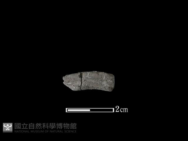 陶環藏品圖，第1張