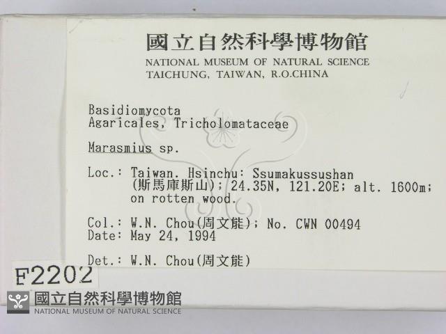 小皮傘屬藏品圖，第2張