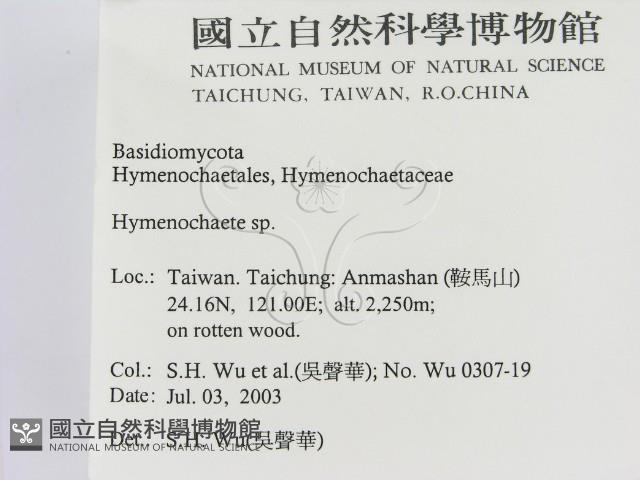 刺革菌屬藏品圖，第2張