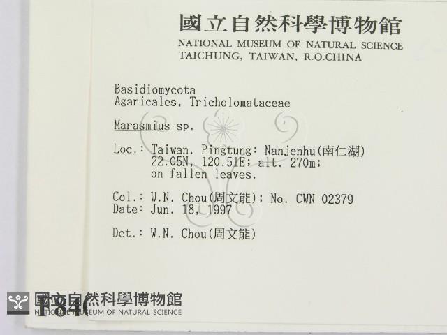 小皮傘屬藏品圖，第2張