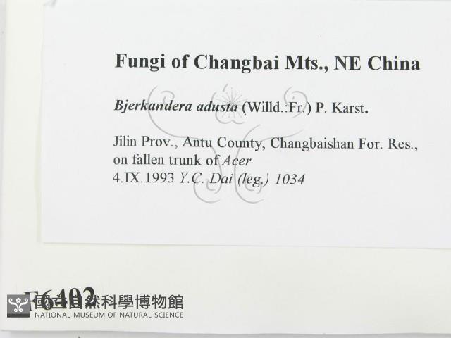 煙管菌藏品圖，第2張