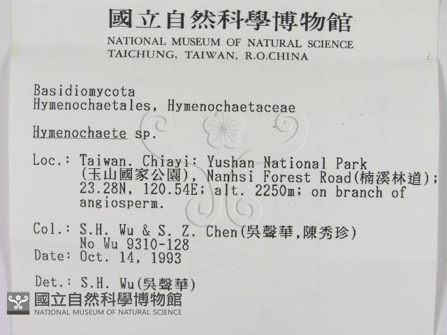 刺革菌屬藏品圖，第2張