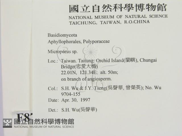 小孔菌屬藏品圖，第2張