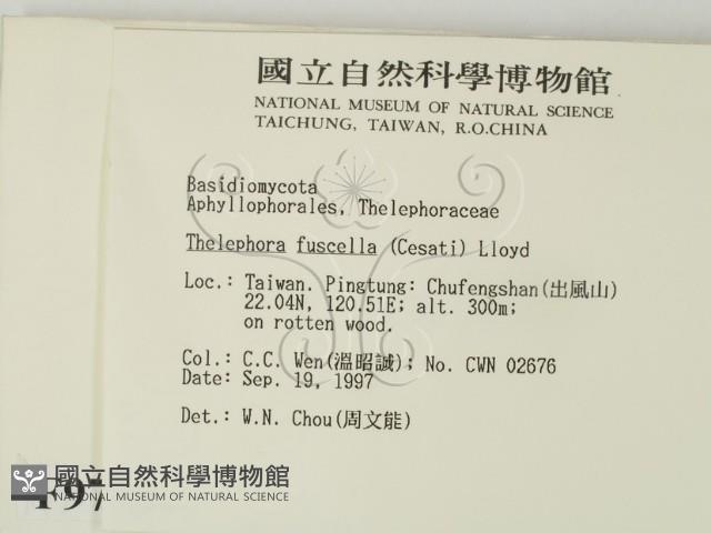 棕色革菌藏品圖，第2張