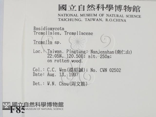 銀耳屬藏品圖，第2張