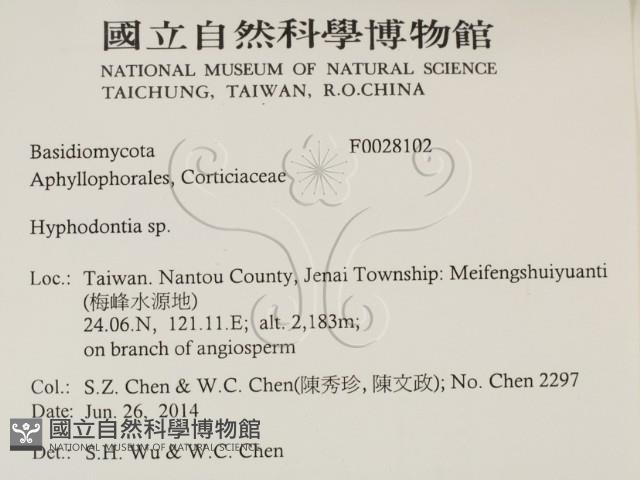 絲齒菌屬藏品圖，第2張