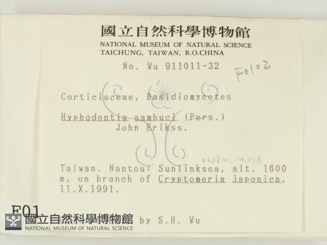 冇骨消絲齒菌藏品圖，第2張